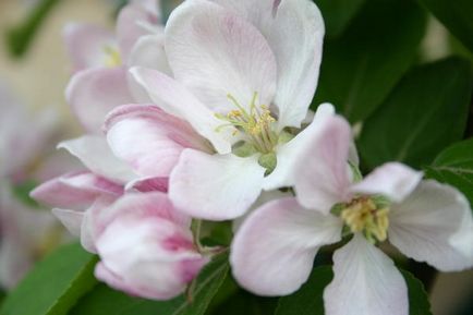Specii decorative de mere, caracteristici de cultivare, cazare in tara