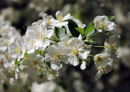 Specii decorative de mere, caracteristici de cultivare, cazare in tara