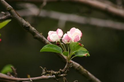 Specii decorative de mere, caracteristici de cultivare, cazare in tara