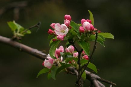 Specii decorative de mere, caracteristici de cultivare, cazare in tara