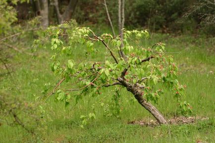 Specii decorative de mere, caracteristici de cultivare, cazare in tara