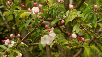 Specii decorative de mere, caracteristici de cultivare, cazare in tara