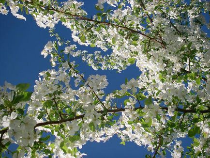 Specii decorative de mere, caracteristici de cultivare, cazare in tara