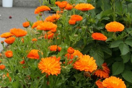 Plante decorative și medicinale de calendula