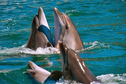 Dolphinarium pe mare urât, anapa