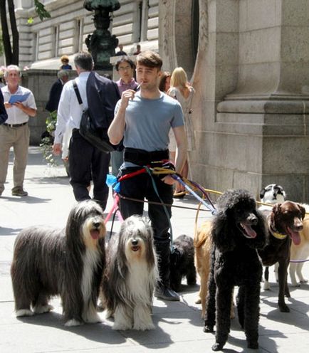 Daniel Radcliffe câini de mers pe jos