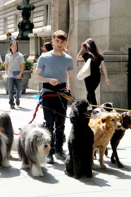 Daniel Radcliffe câini de mers pe jos