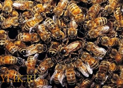 Albinele sălbatice unde trăiesc și proprietățile utile ale mierei, fotografiilor și videoclipurilor
