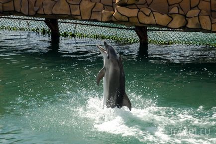 Puncte de interes Anapa Dolphinarium (Great Utrish)