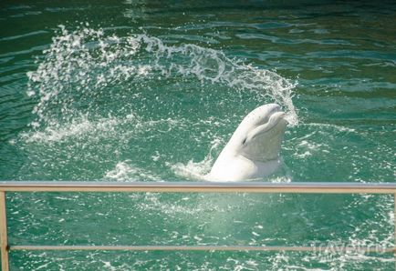 Puncte de interes Anapa Dolphinarium (Great Utrish)