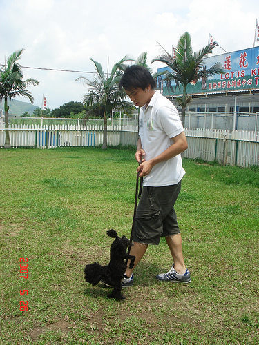 Instruirea câinilor de formare de formare de câine de oaie de formare catelus