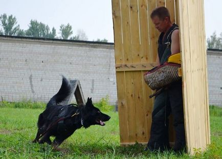 Képzés kutyák Viktor Kovalevsky Bobruisk, Bobruisk, st