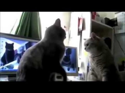 Aceste pisici nu știu cum să sară! Pe