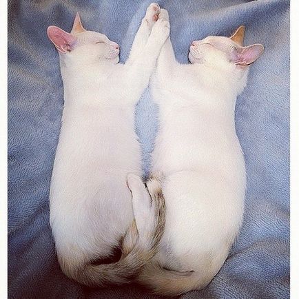 Це 2 кішки близнюки які сплять в одному і тому-ж положенні разом