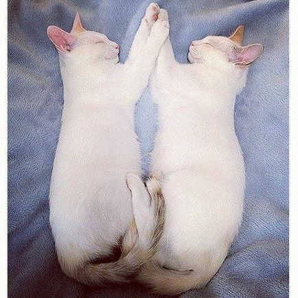 Acestea sunt 2 pisici care dorm împreună în aceeași poziție