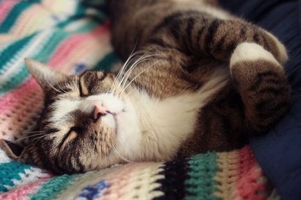Felinoterapiya (koshkoterapiya), mint egy macska kezelik az emberek - vegán