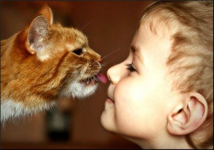 Terapia cu kel (koshoterapiya) ca pisici trata oamenii - vegani