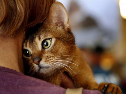 Фелінотерапія (кішкотерапія) як кішки лікують людей - vegan