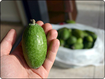 Feijoa proprietăți utile - beneficii și rău - rețete feijoa gem fără a găti cu zahăr - cu miere -