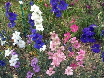 Lila virágok, virágzó nyár elején ()