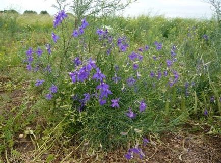 Purple flori înflorit în vara devreme ()