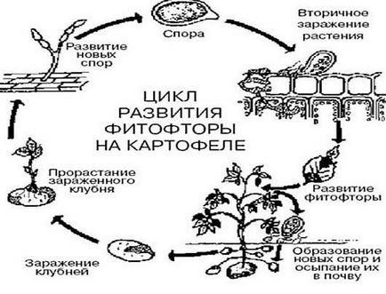 Descrierea Phytophthora, semne, moduri de infectare