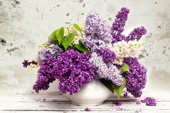 Флоротерапія або лікування квітами
