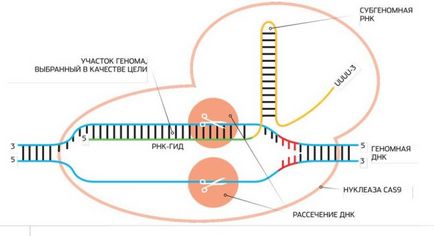 Terapia genetică ca tratament pentru bolile genetice