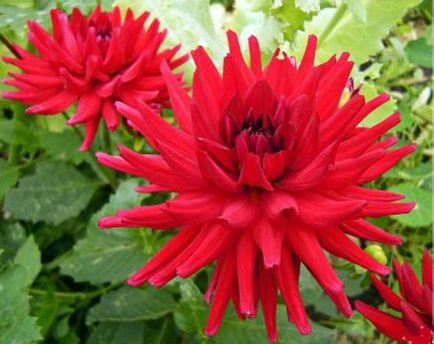 Dahlia, Tsvetik (dáliák) dáliák Tsvetik