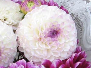 Dahlias - familiarizați-vă cu plante minunate pentru grădină, magazin blog