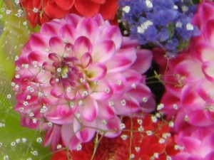 Dahlias - familiarizați-vă cu plante minunate pentru grădină, magazin blog