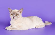 Himalája macska - ismert vagy elismert fajta szépség (Himalája) Himalája macska - ismert vagy elismert fajta szépség