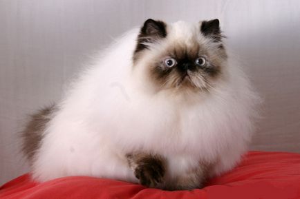 Himalája macska - ismert vagy elismert fajta szépség (cat) Himalája macska - ismert vagy elismert fajta szépség