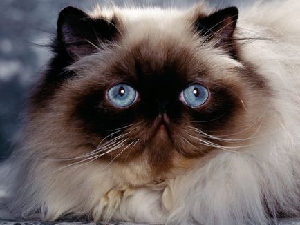 Pisica himalayană - rasă nerecunoscută sau frumusețe recunoscută