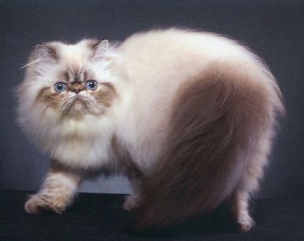 Гімалайський кіт - невизнана порода або визнана красуня