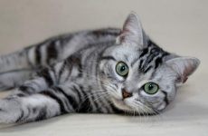 Himalája macska - ismert vagy elismert fajta szépség (cat) Himalája macska - ismert vagy elismert fajta szépség