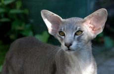 Himalája macska - ismert vagy elismert fajta szépség (cat) Himalája macska - ismert vagy elismert fajta szépség