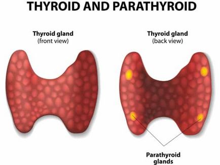 Hyperparathyreoidismus - tünetek és kezelés