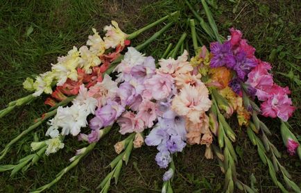 Gladiolus să admire