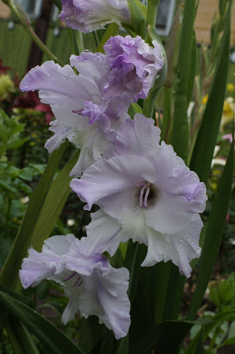 Gladiolus să admire