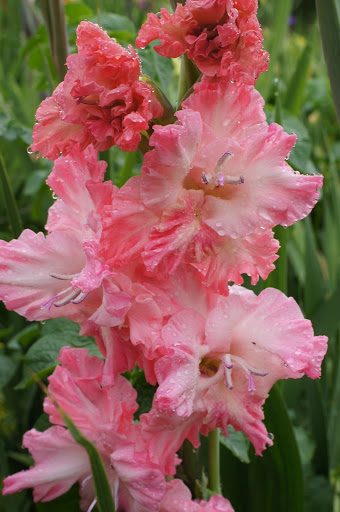 Gladiolus să admire