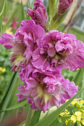 Gladiolus să admire