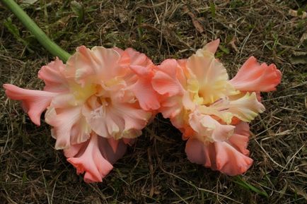 Gladiolus să admire