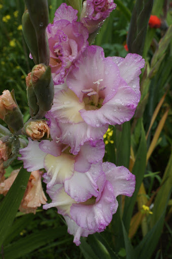 Gladiolus să admire