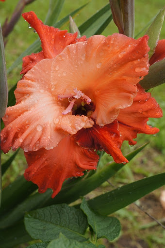 Gladiolus să admire