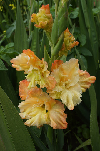 Gladiolus să admire