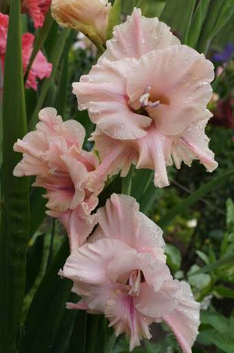 Gladiolus să admire