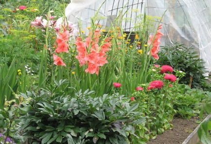 Gladiolus - plantare și îngrijire în sol deschis, soiuri