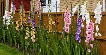 Gladiolus - plantare și îngrijire în sol deschis, soiuri