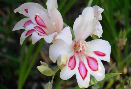 Gladiolus - plantare și îngrijire în sol deschis, soiuri